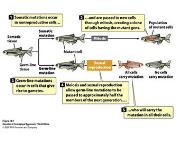 Mutations Are Inherited Alterations In The Dna Sequence PowerPoint Presentation
