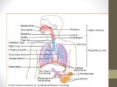 Respiratory Physiology and Acute Respiratory Failure