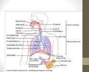 Respiratory Physiology and Acute Respiratory Failure PowerPoint Presentation Notes