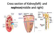 Acute Kidney Injury Generic Programme PowerPoint Presentation Notes