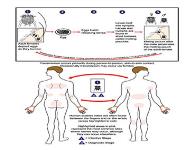 Scabies Epidemiology Clinical Manifestation and Treatment PowerPoint Presentation
