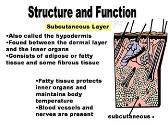 The Integumentary System