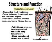 The Integumentary System PowerPoint Presentation