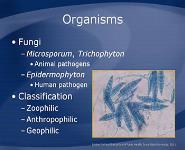 Dermatophytosis PowerPoint Presentation