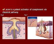Acne and Acne related disorders PowerPoint Presentation Notes