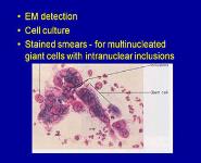 Herpes Viruses PowerPoint Presentation Notes