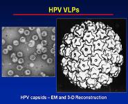 Scabies Lice and HPV PowerPoint Presentation