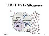 Human Herpes Viruses