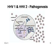 Human Herpes Viruses PowerPoint Presentation Notes
