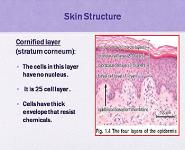 Introduction to Dermatology PowerPoint Presentation Notes
