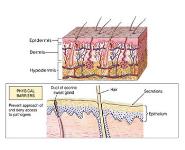 Mycotic Infections PowerPoint Presentation Notes