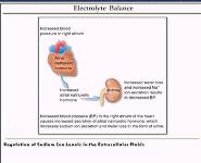 FLUID Therapy PowerPoint Presentation