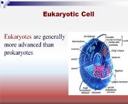 MOLECULAR BIOLOGY PowerPoint Presentation