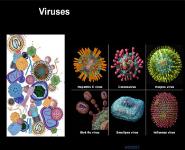 VIRAL GENETICS PowerPoint Presentation