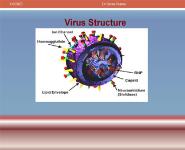 INFLUENZA VIRUSES PowerPoint Presentation