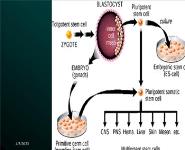 INTRODUCTION TO STEM CELLS PowerPoint Presentation
