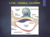 Respiratory System