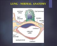 Respiratory System PowerPoint Presentation Notes