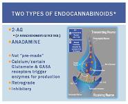 Endocannabinoids PowerPoint Presentation Notes
