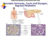The Endocrine Pancreas-Regulation of Carbohydrate Metabolism
