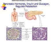 The Endocrine Pancreas-Regulation of Carbohydrate Metabolism PowerPoint Presentation