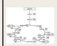 Catabolism-Tricarboxylic Acid Cycle-Tca or Citric Acid Cycle PowerPoint Presentation