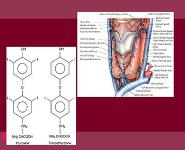 Hyperthyroid in Pregnancy PowerPoint Presentation