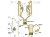 Development of Genital System