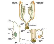 Development of Genital System PowerPoint Presentation