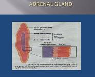 Adrenal Gland Disorder PowerPoint Presentation