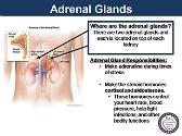 Adrenal Insufficiency and Crisis