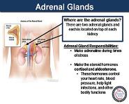 Adrenal Insufficiency and Crisis PowerPoint Presentation
