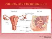 Gynecologic Emergencies