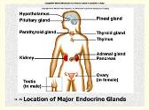 Endocrine System