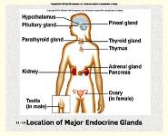 Endocrine System PowerPoint Presentation