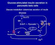 Glycolysis PowerPoint Presentation