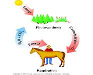 Introduction to Metabolism PowerPoint Presentation Notes