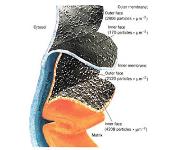 The Citric Acid Cycle PowerPoint Presentation