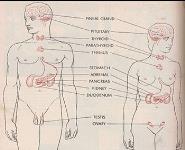 Endocrinology Gastrointestinal Disorders Renal-Urology Disorders Rhythm Review PowerPoint Presentation Notes
