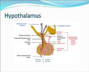 Pituitary Disorders PowerPoint Presentation Notes