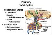 Pituitary Physiology and Deficiencies