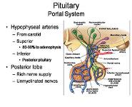 Pituitary Physiology and Deficiencies PowerPoint Presentation