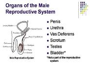 The Human Body-The Reproductive System PowerPoint Presentation Notes