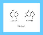 Overview of Amino Acid Metabolism PowerPoint Presentation