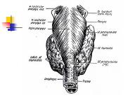 Thyroid Gland Diseases in Children PowerPoint Presentation Notes