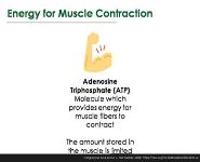 Overview of Exercise Metabolism PowerPoint Presentation Notes