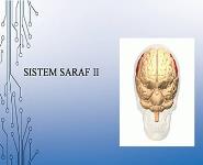 Anatomy PowerPoint Presentation Notes