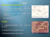 Campylobacter And Helicobacter