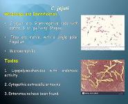 Campylobacter And Helicobacter PowerPoint Presentation Notes
