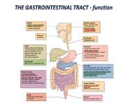 Disturbances of Gastrointestinal Tract-GIT PowerPoint Presentation Notes